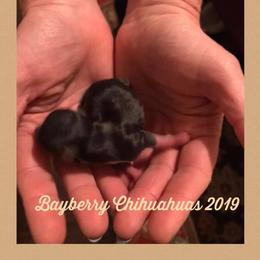 Chihuahua Puppies from Bayberry Chihuahuas