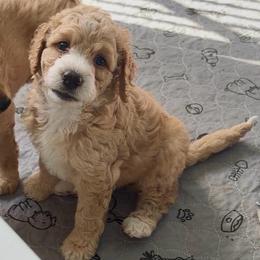 Beth - Apricot female Goldendoodle puppy in Pensacola, Florida from Goldendoodles Love You in Pensacola Friend Edition