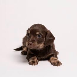 Tucker - Chocolate and cream male Dachshund puppy in Norman, Oklahoma from Liberty Acres OK