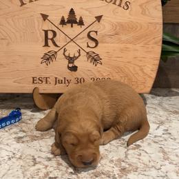 Boy 1 - Golden male Golden Retriever puppy in Olathe, Colorado from Duck Dogs Colorado