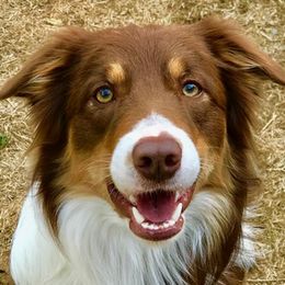 Finn - Border Collie