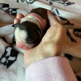 Sunflower - Black brindle and white female Boston Terrier puppy in Johnstown, Colorado from R&M Bostons