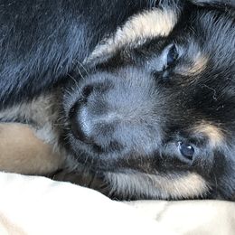 German Shepherd Puppies from Sandy’s Shepherds