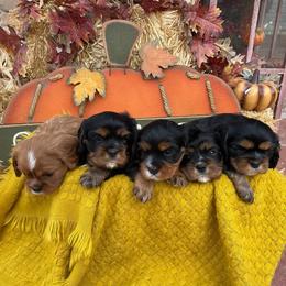 Cavalier King Charles Spaniels from Little Angels Covered in Fur