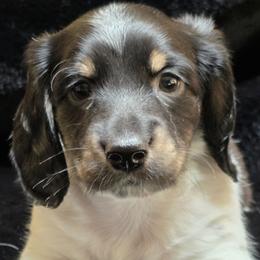 Baby Boy 2 - Mo - Piebald male Dachshund puppy in Salem, Oregon from Long'd Fore Dachshunds
