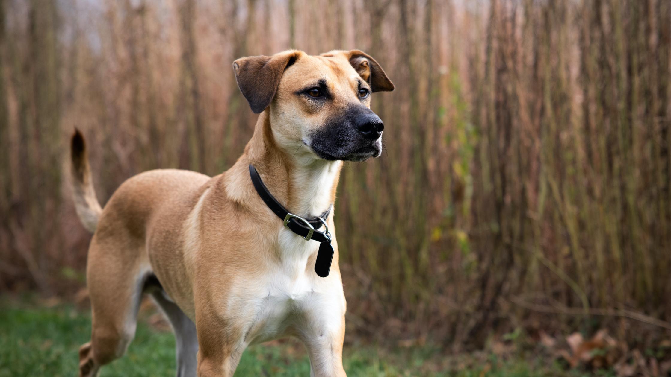 S100computers Plott Hound Dogs 101 Black Nose Cur Hound Dog Black