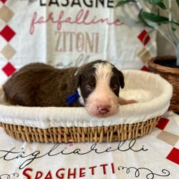 Bow Tie- 'Bo' - White and red male Bordoodle puppy in Valley Center, California from Circle R Valley Bordoodls
