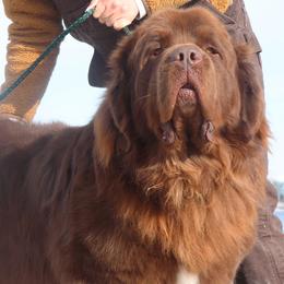 Moose - Newfoundland