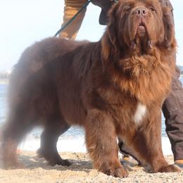 Moose - Newfoundland