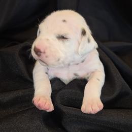 Girl 2 - female Dalmatian puppy in Spring Branch, Texas from D'vine Dalmatians