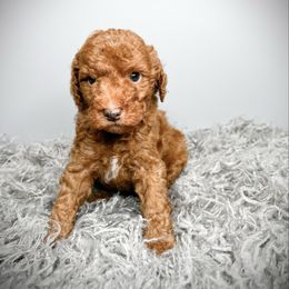 Pluto - Red  male Goldendoodle puppy in from Pink Poodles and Doodles