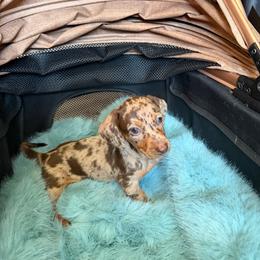 Nellie - Dapple female Dachshund puppy in Modesto, California from Raws Doxies