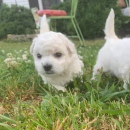 Bichon Frises from Jaelanee’s Bichon Frise