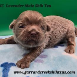 Lavender - Lilac male Shih Tzu puppy in Oakville, Washington from Garrard Creek Shih Tzus