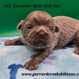 Lavender - Lilac male Shih Tzu puppy in Oakville, Washington from Garrard Creek Shih Tzus