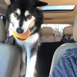 Enda  - Alaskan Malamute