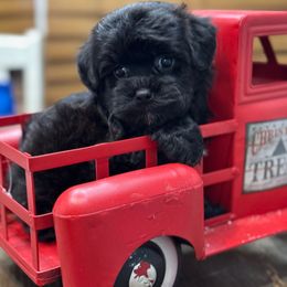 Dougan - Black male Yorkipoo puppy in Lebanon, Kentucky from Mosaic Merle Doodles