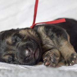 Red collar female - Black and red female German Shepherd puppy in Shipman, Virginia from Vom Haus Rabenstein
