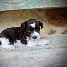 Liver parti female - Parti female Miniature Schnauzer puppy in Paradise, Texas from B4 Toy Aussies