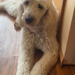 Goldendoodles from Funtucky Doodles