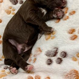 Orion - Chocolate male Goldendoodle puppy in Brandon, Mississippi from Dazzling & Dapper Doodles of MS