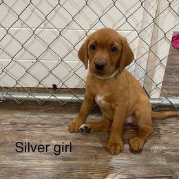 Girl 3 - Yellow Labrador Retriever puppy in North Carolina from Luvalab Kennels