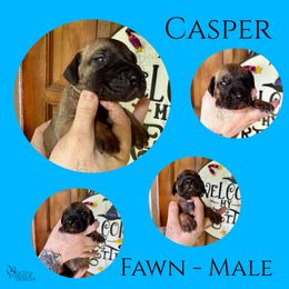 Casper - Fawn male Great Dane puppy in Longview, Texas from Noctua Kennels