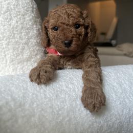 Poodle Puppies from Bruno & Co. Puppies