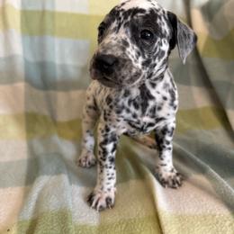Mongo - White and black male Dalmatian puppy in Fort Cavasos, Texas from Mainstreet Dalmation