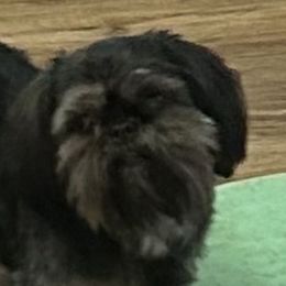 Ivet - Shih Tzu