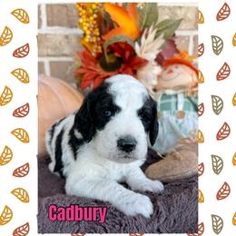 Cadbury - Parti female Goldendoodle puppy in Caddo Mills, Texas from Fire Wife Doodles