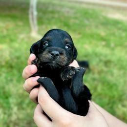 TBD 5th born - Black and tan male Dachshund puppy in El Dorado, Arkansas from LovelylilDoxies