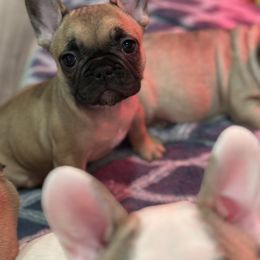 French Bulldog Puppies from Pawcific Coast Bullies