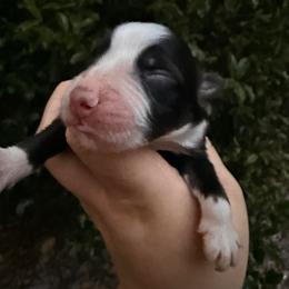 Cowpoke AKC Tailed - Black tri-color male Australian Shepherd puppy in Inverness, Florida from Swamp Puppy Canine Kennel