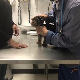 Yorkshire Terrier Puppies from Happy Little Yorkies