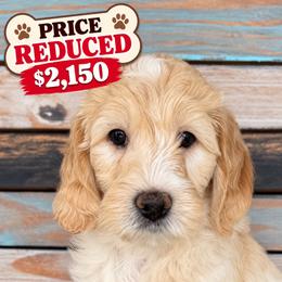 Windy - Cream female Goldendoodle puppy in Frostproof, Florida from Lover Dover Doodles