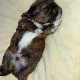Bandit - Brindle male Lhasa Apso puppy in Kettering, Ohio from The Ruff Life Tribe