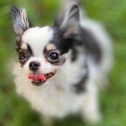 Chihuahuas from Chedon Chihuahuas