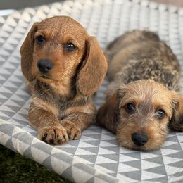 Dachshund Puppies from Passport Dachshunds