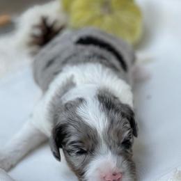 Aussiedoodle Puppies from H5 Mini Doodles
