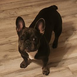 Ako - French Bulldog