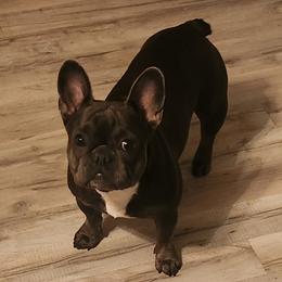 Ako - French Bulldog