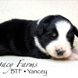 BTF Yancey - Black tri-color female Australian Shepherd puppy in Shelby, Alabama from Legacy Farms