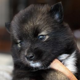 Pomsky Puppies from Bowtique Pomskies