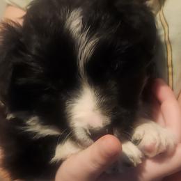Comet - Black and white male Border Collie puppy in Powder Springs, Georgia from Snowbird Border Collies
