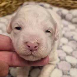 LR- Coconut Vanilla - Parti female Goldendoodle puppy in Lewisville, Texas from Texas Goldendoodle Lovers