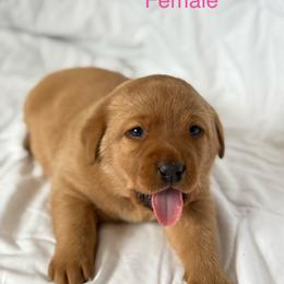 Female - Yellow female Labrador Retriever puppy in Big River, California from Cozy Acres Farm Labradors