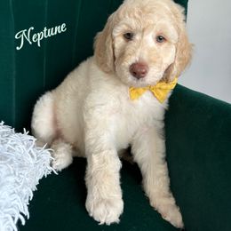 Assorted Doodle Crosses and Bernedoodle Puppies from Maria's Pups