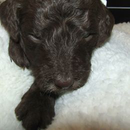Goldendoodle and Poodle Puppies from David & Patricia Elliott