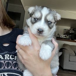 Siberian Husky Puppies from Fly Siberian